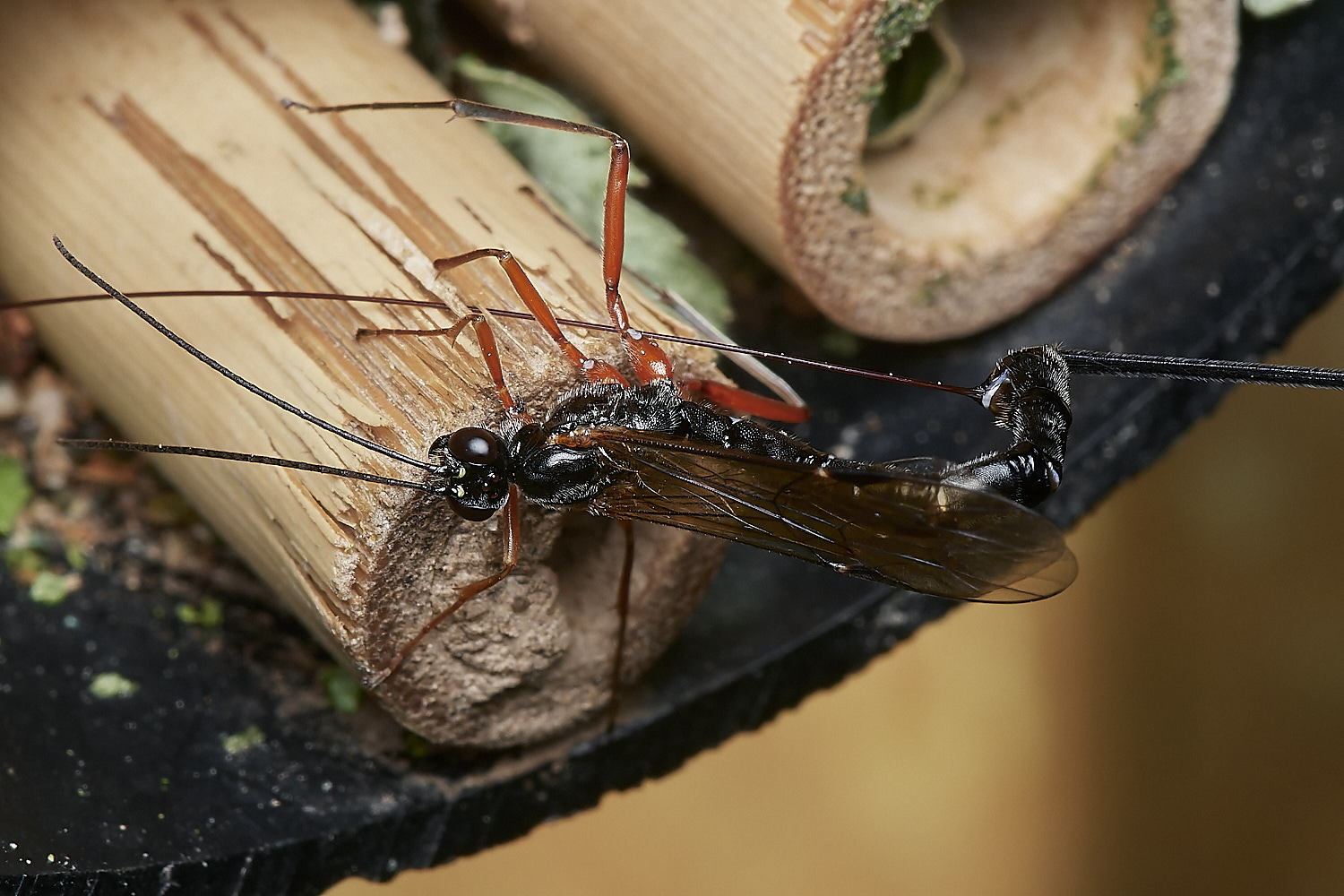 HanworthIchneumon280823-5-NEF_DxO_DeepPRIME