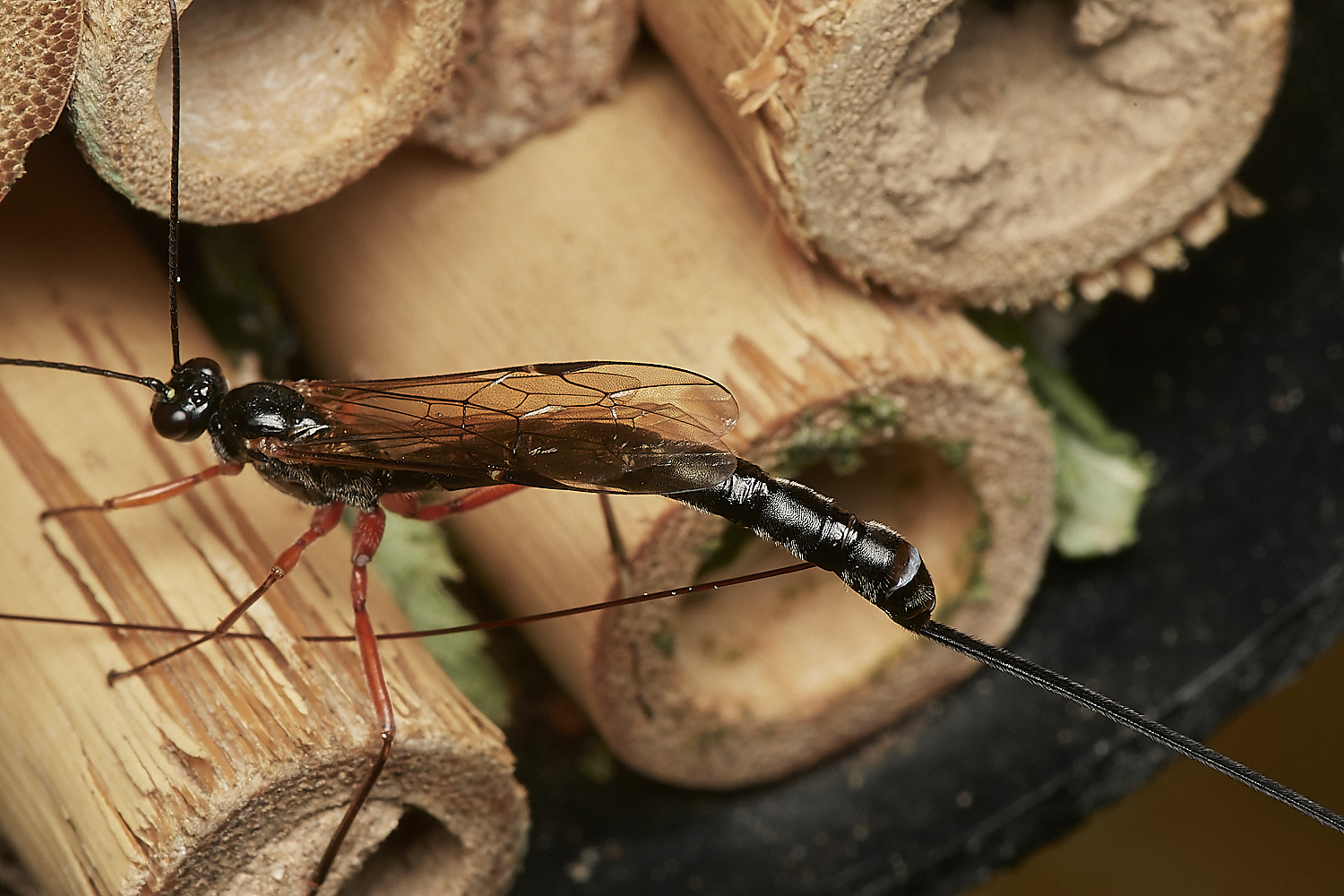 HanworthIchneumon280823-6-NEF_DxO_DeepPRIME