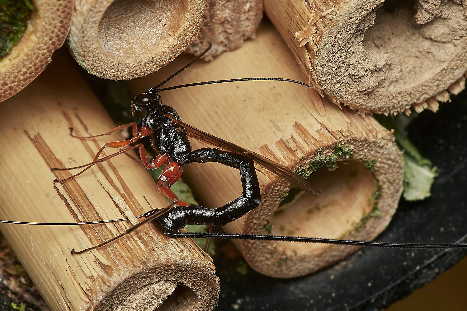 HanworthIchneumon280823-7-NEF_DxO_DeepPRIME