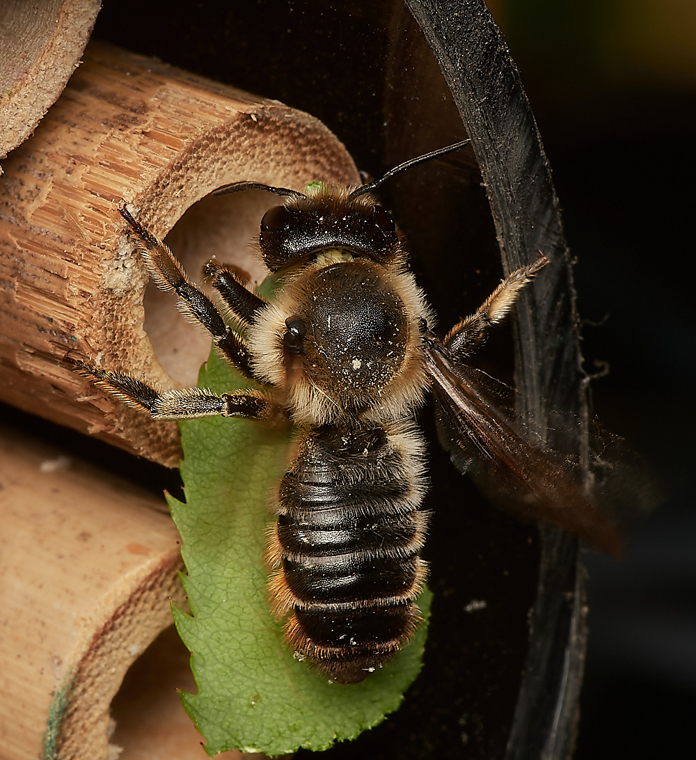 HanworthMcentuncularis040923-1-NEF_DxO_DeepPRIME