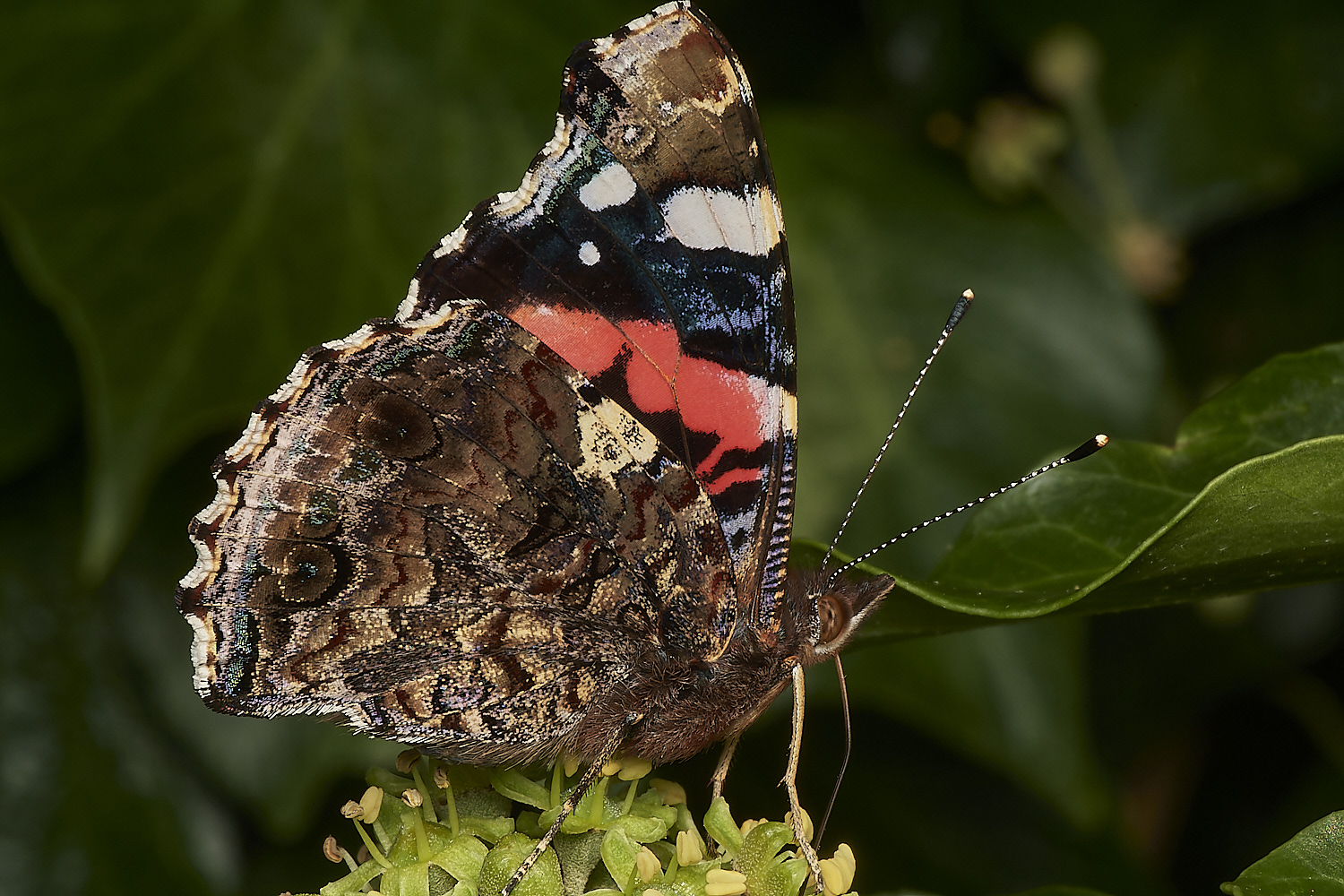 HanworthRedAdmiral150923-1-NEF_DxO_DeepPRIME