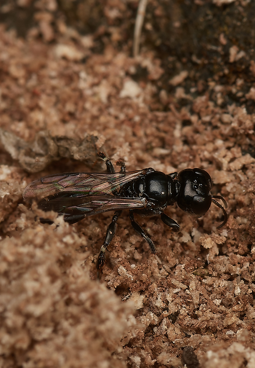 HanworthWasp030923-1-NEF_DxO_DeepPRIME