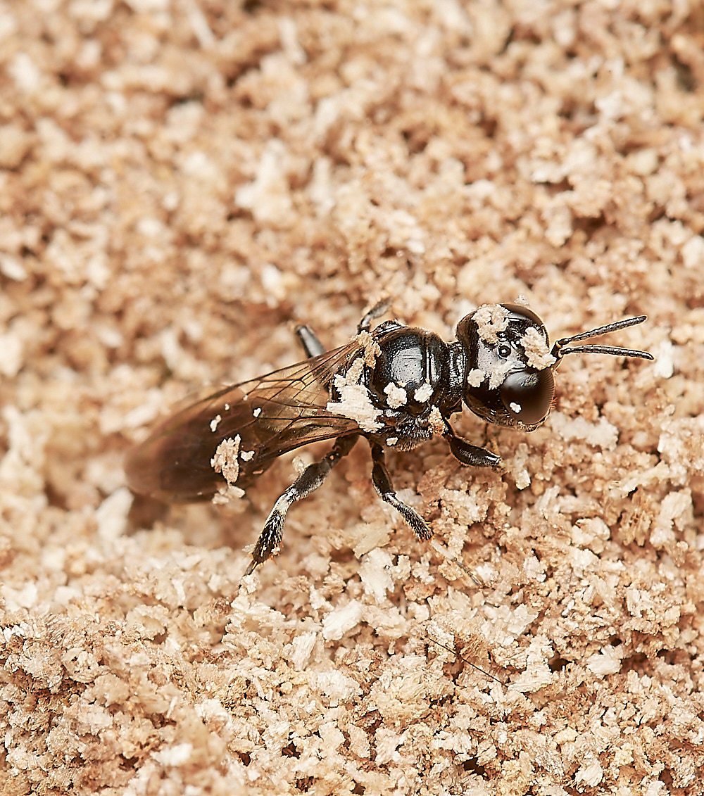 HanworthWasp030923-10-NEF_DxO_DeepPRIME
