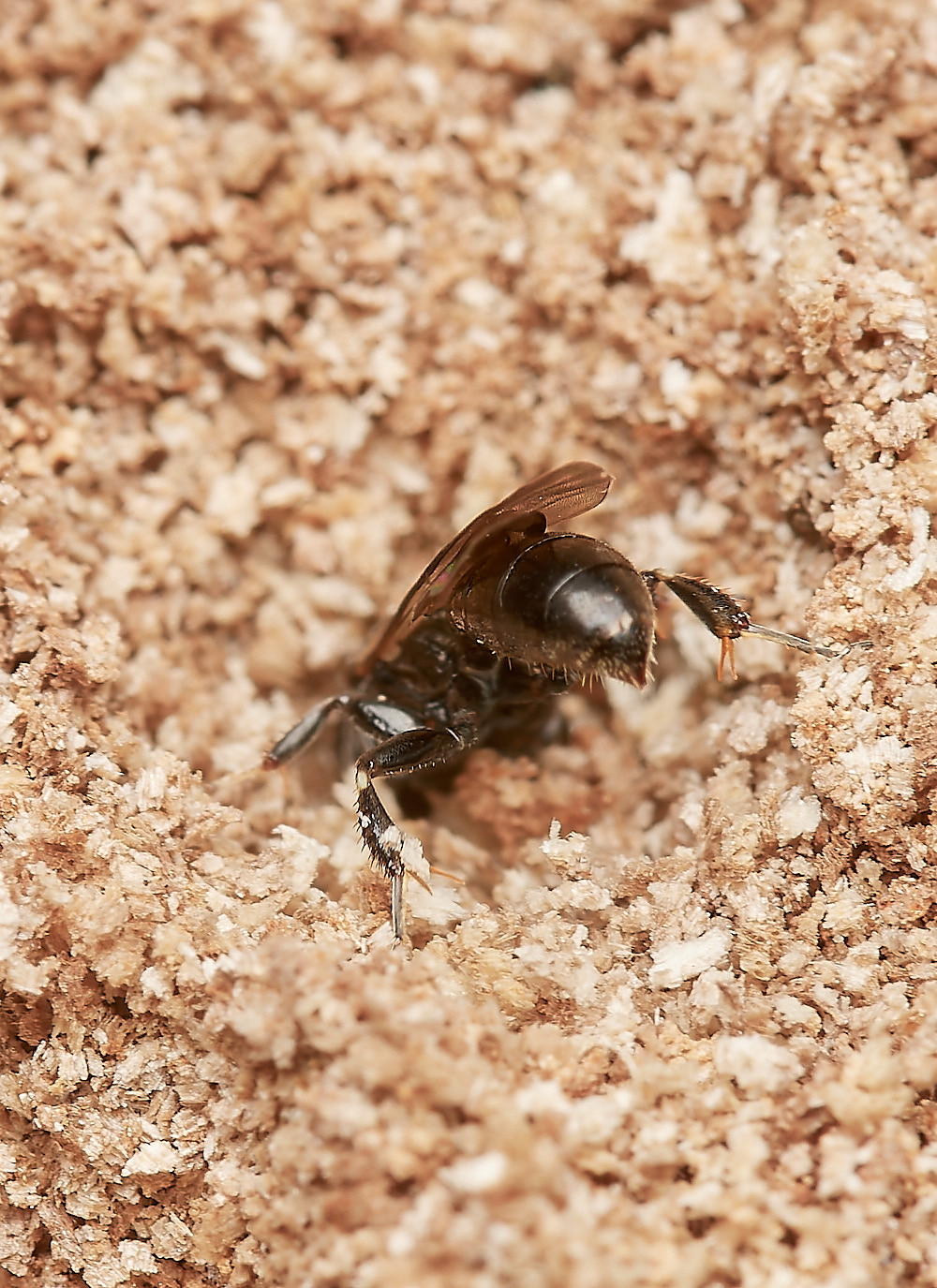 HanworthWasp030923-11-NEF_DxO_DeepPRIME