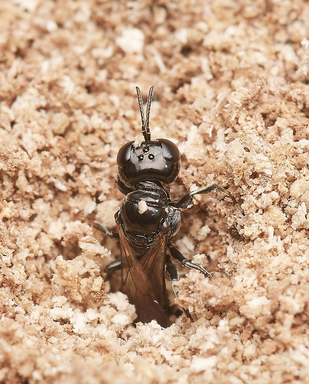 HanworthWasp030923-12-NEF_DxO_DeepPRIME