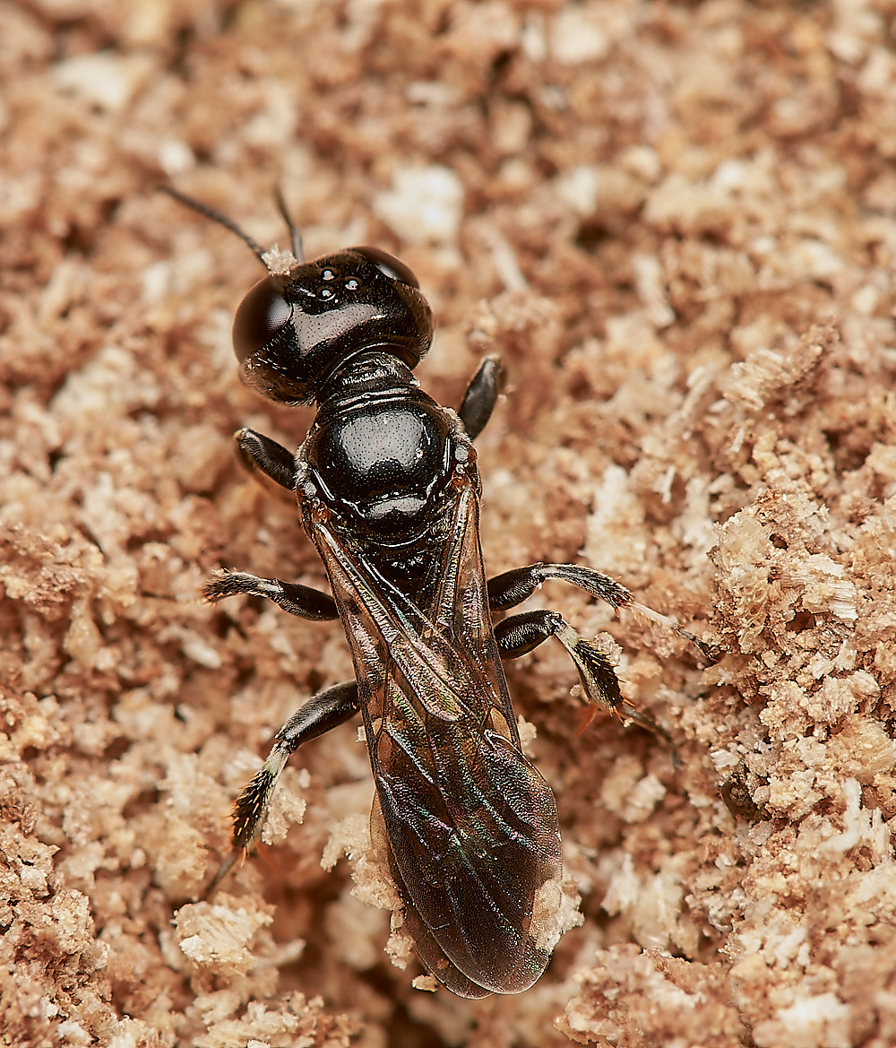 HanworthWasp030923-13-NEF_DxO_DeepPRIME
