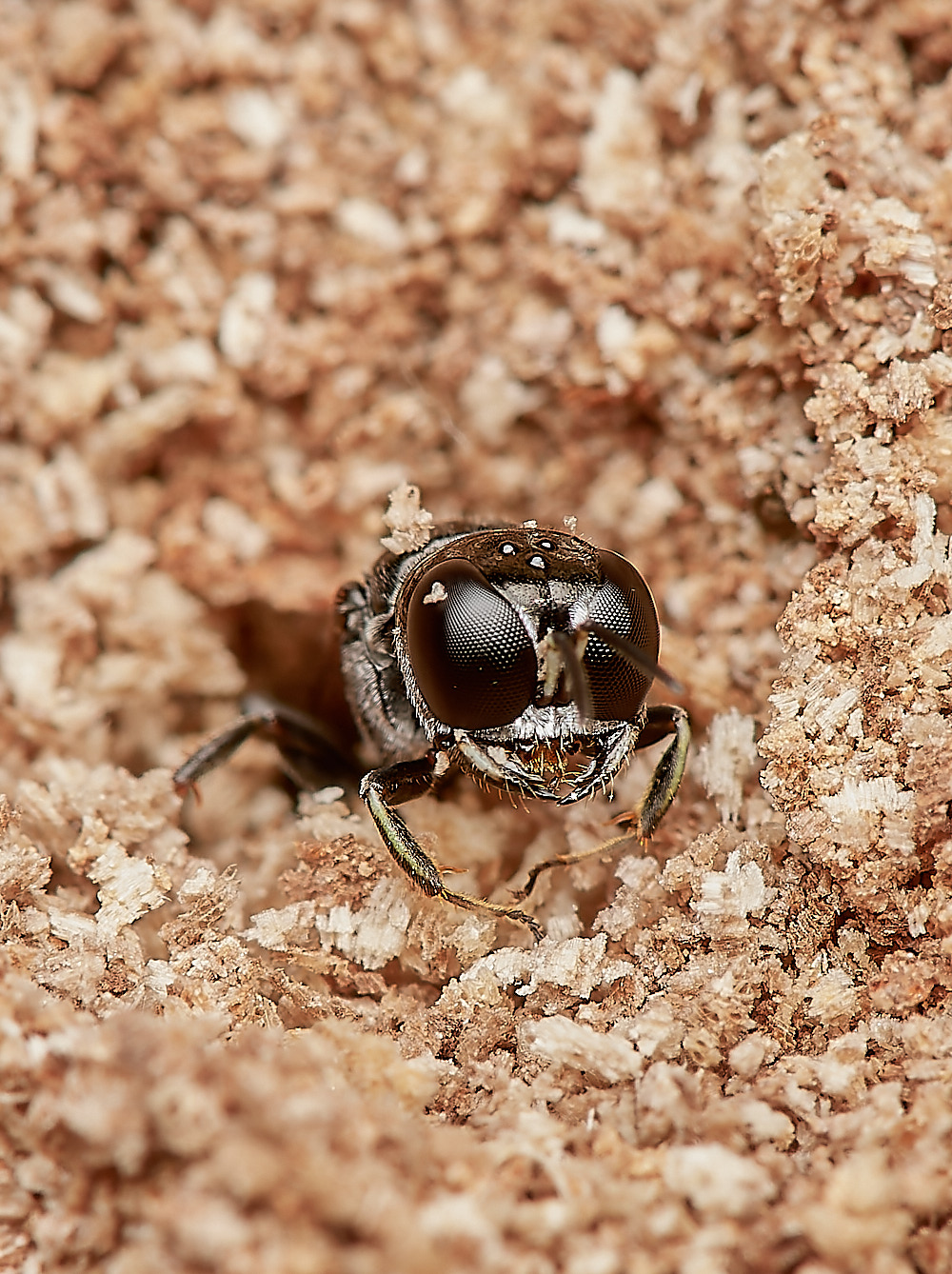 HanworthWasp030923-14-NEF_DxO_DeepPRIME