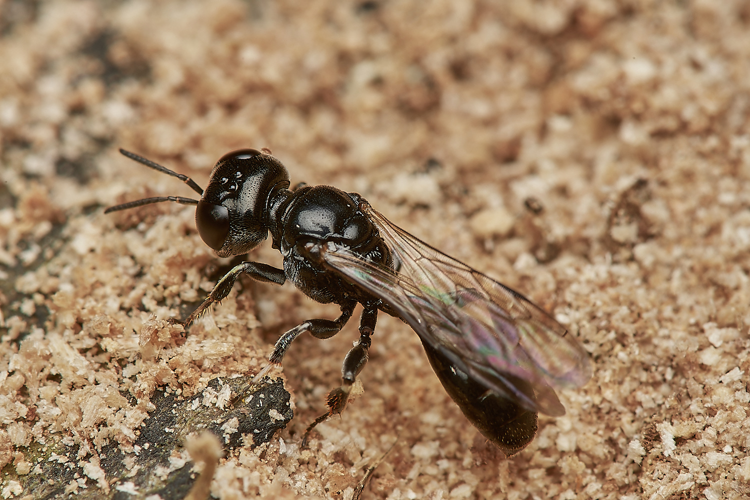 HanworthWasp030923-15-NEF_DxO_DeepPRIME