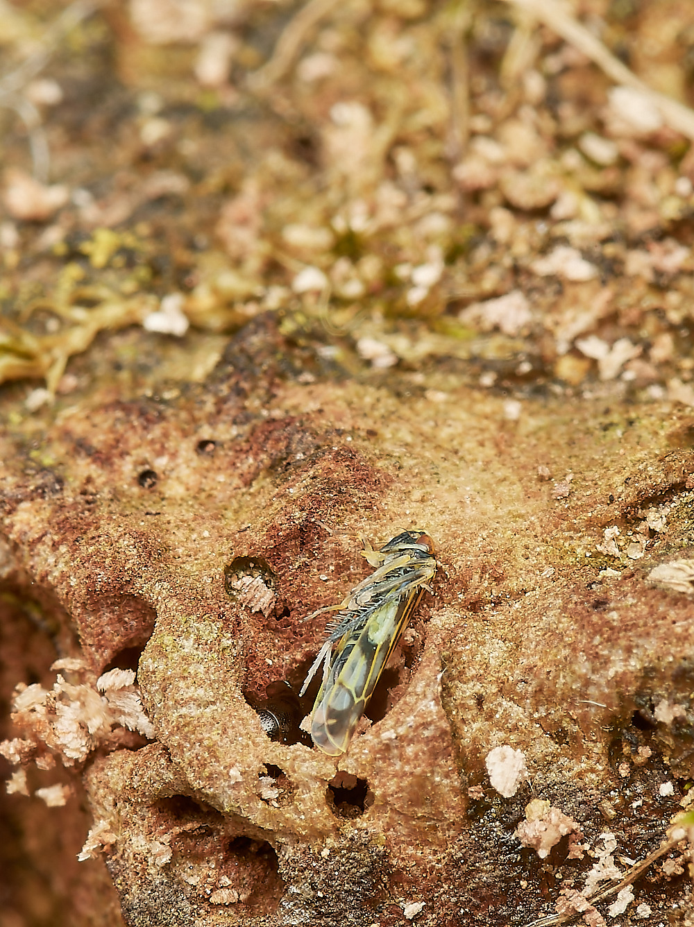 HanworthWasp030923-16-NEF_DxO_DeepPRIME