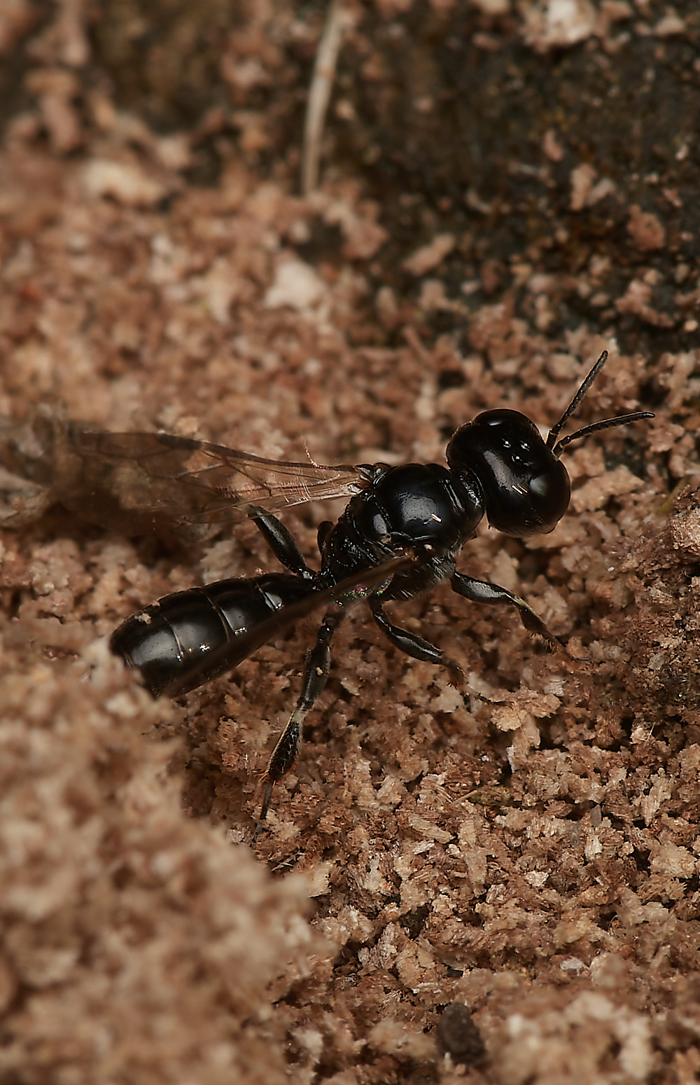 HanworthWasp030923-2-NEF_DxO_DeepPRIME