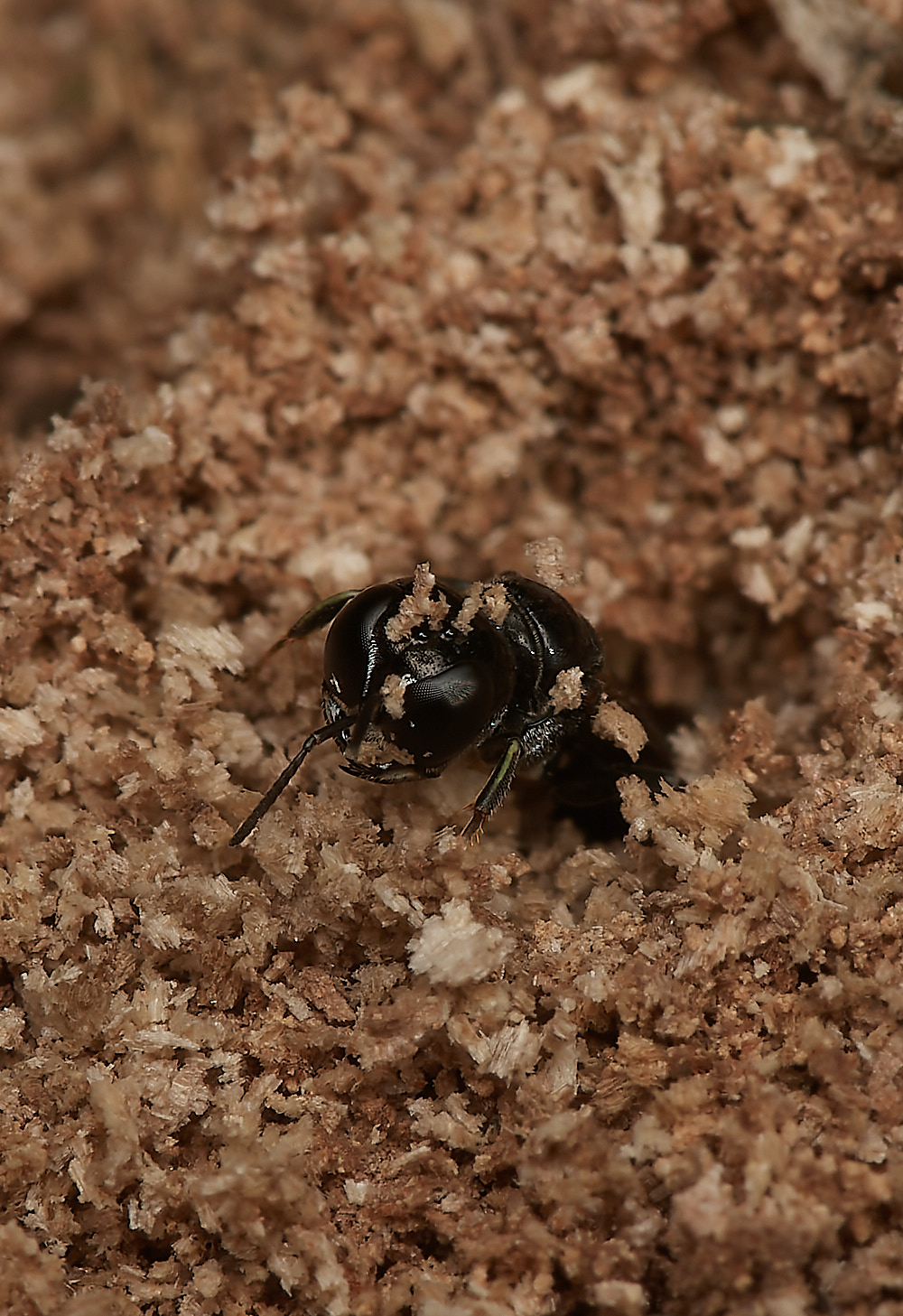 HanworthWasp030923-3-NEF_DxO_DeepPRIME