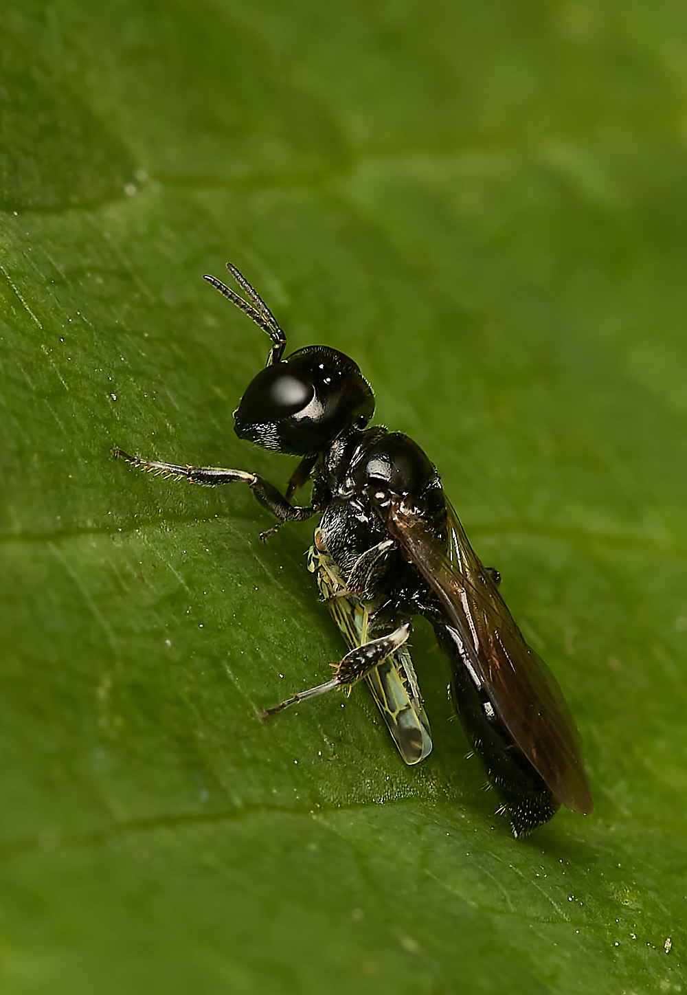 HanworthWasp030923-4-NEF_DxO_DeepPRIME