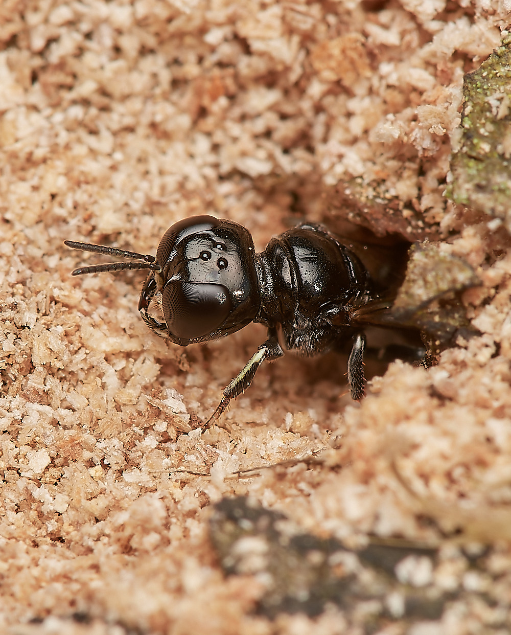 HanworthWasp030923-5-NEF_DxO_DeepPRIME