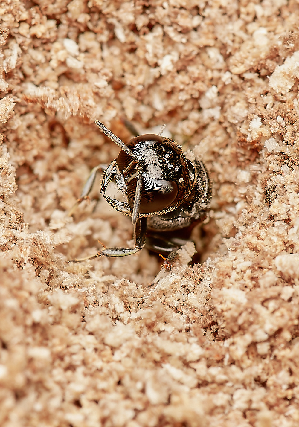 HanworthWasp030923-6-NEF_DxO_DeepPRIME