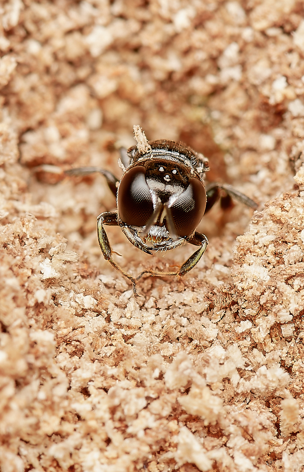 HanworthWasp030923-7-NEF_DxO_DeepPRIME