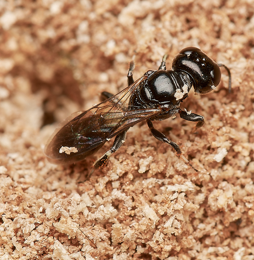 HanworthWasp030923-8-NEF_DxO_DeepPRIME