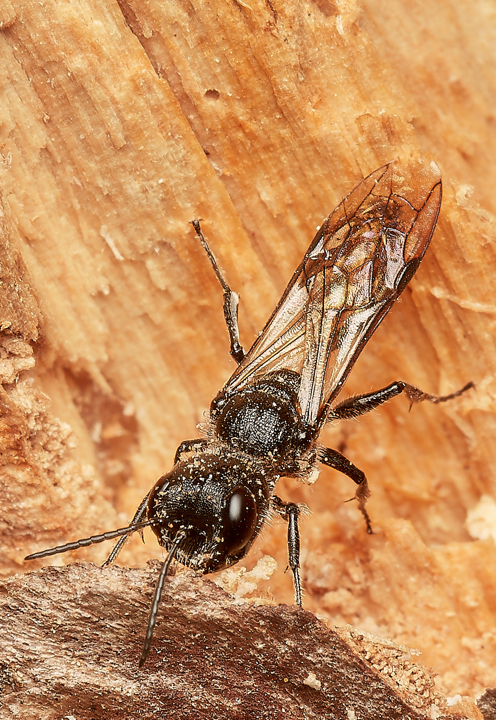 HanworthWasp140923-1 1-NEF_DxO_DeepPRIME