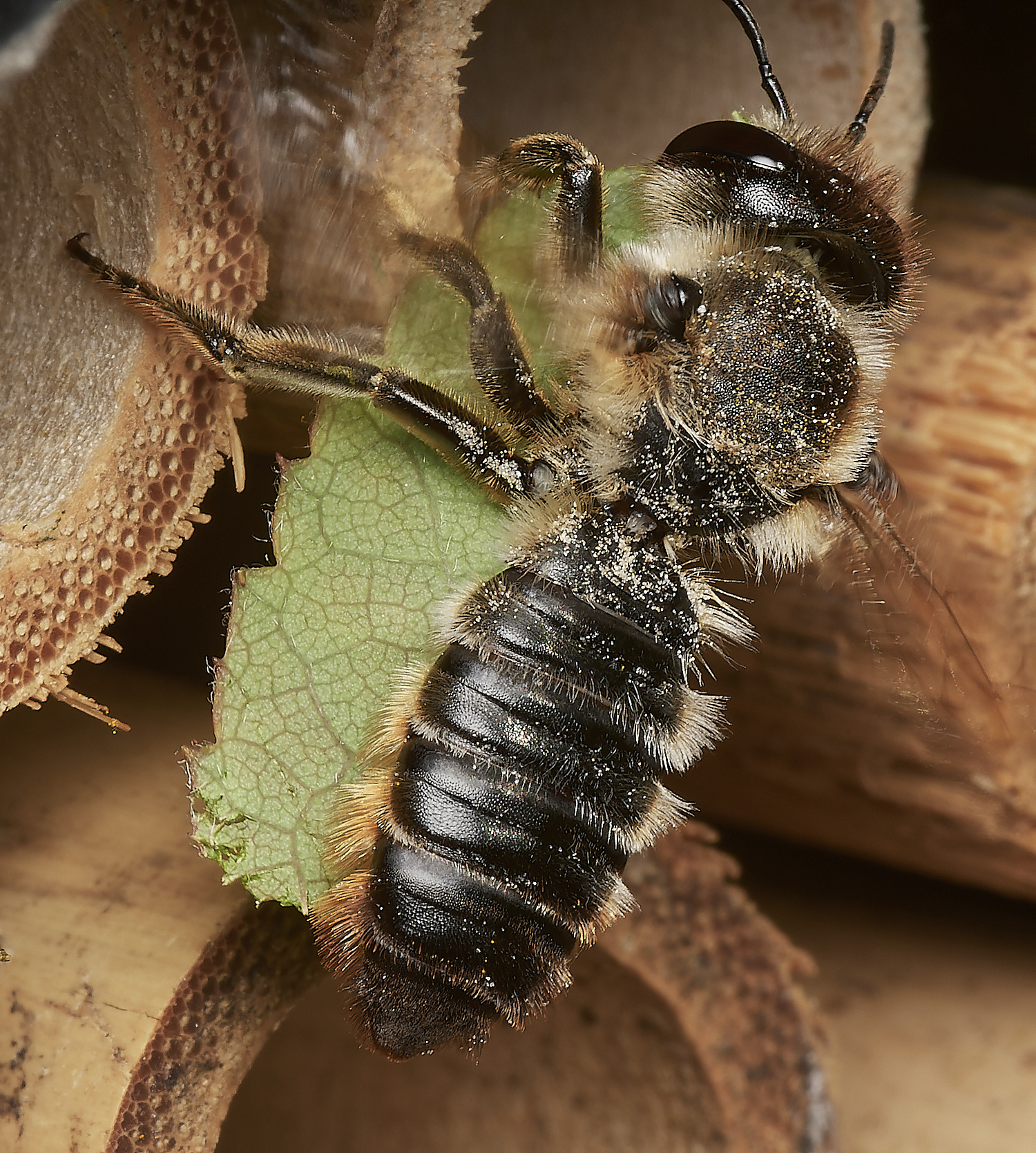 HanworthWLCB150923-1-NEF_DxO_DeepPRIME