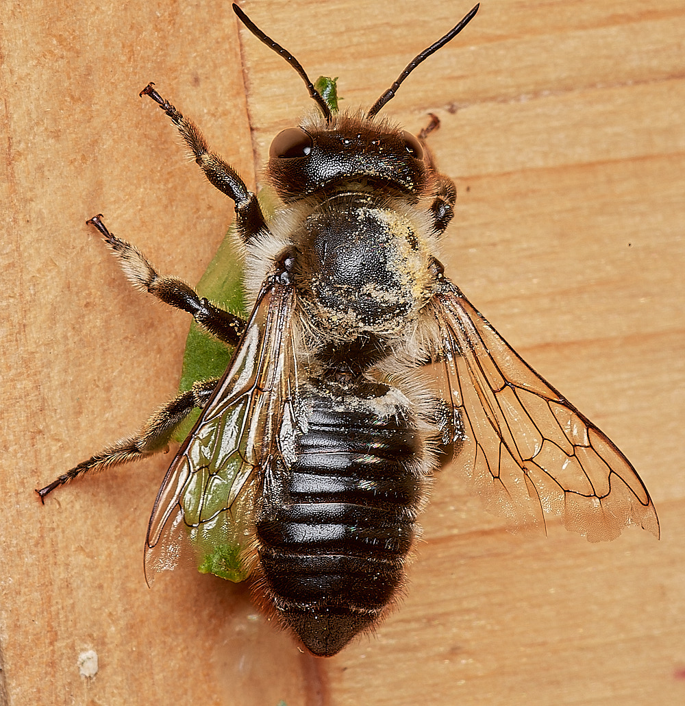 HanworthWLCB150923-2-NEF_DxO_DeepPRIME