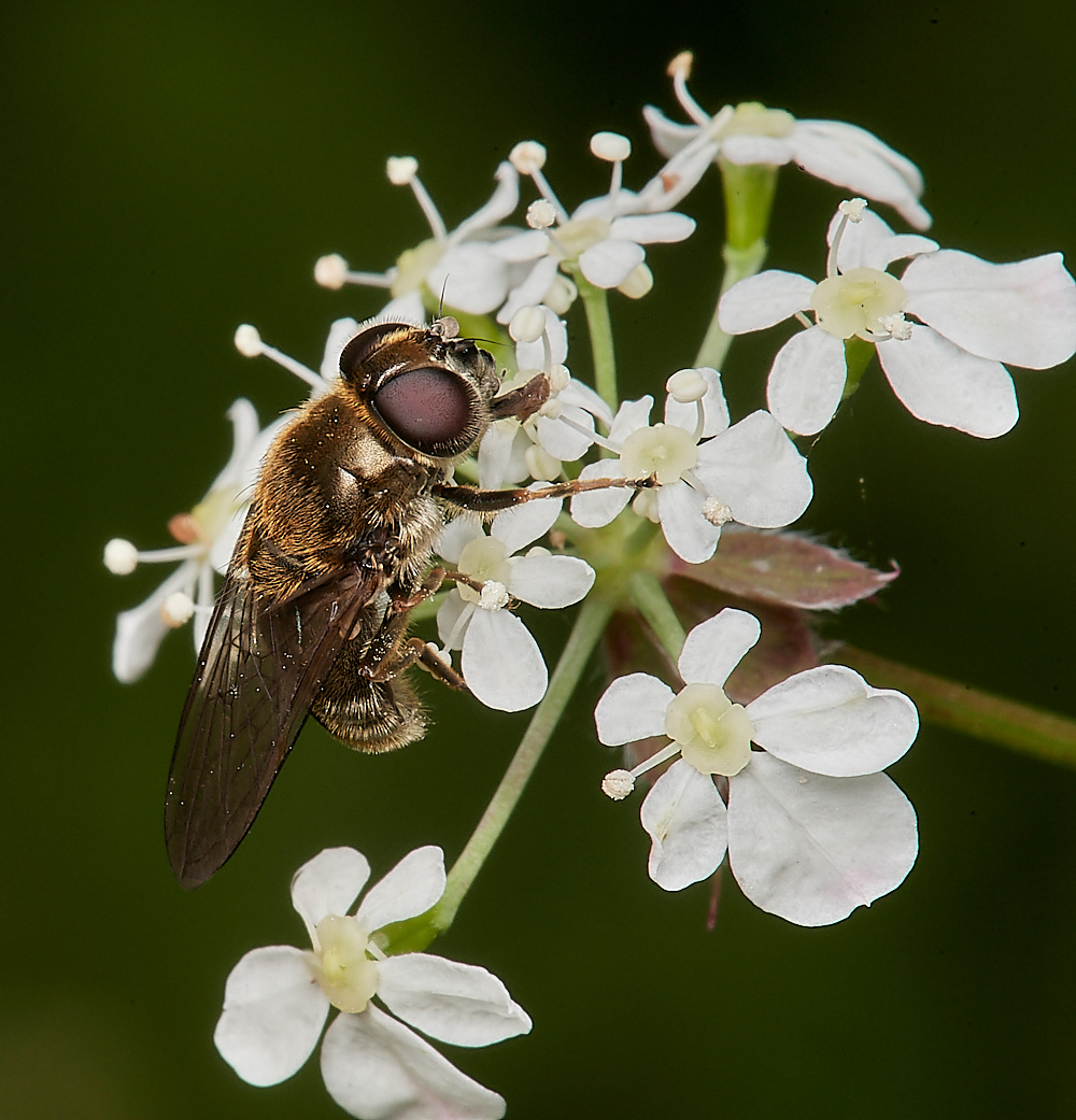 MineraQuarryHoverfly080523-1