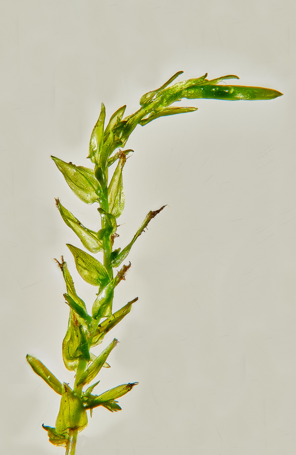 SweetBriarMarshCcordifolium261123-2