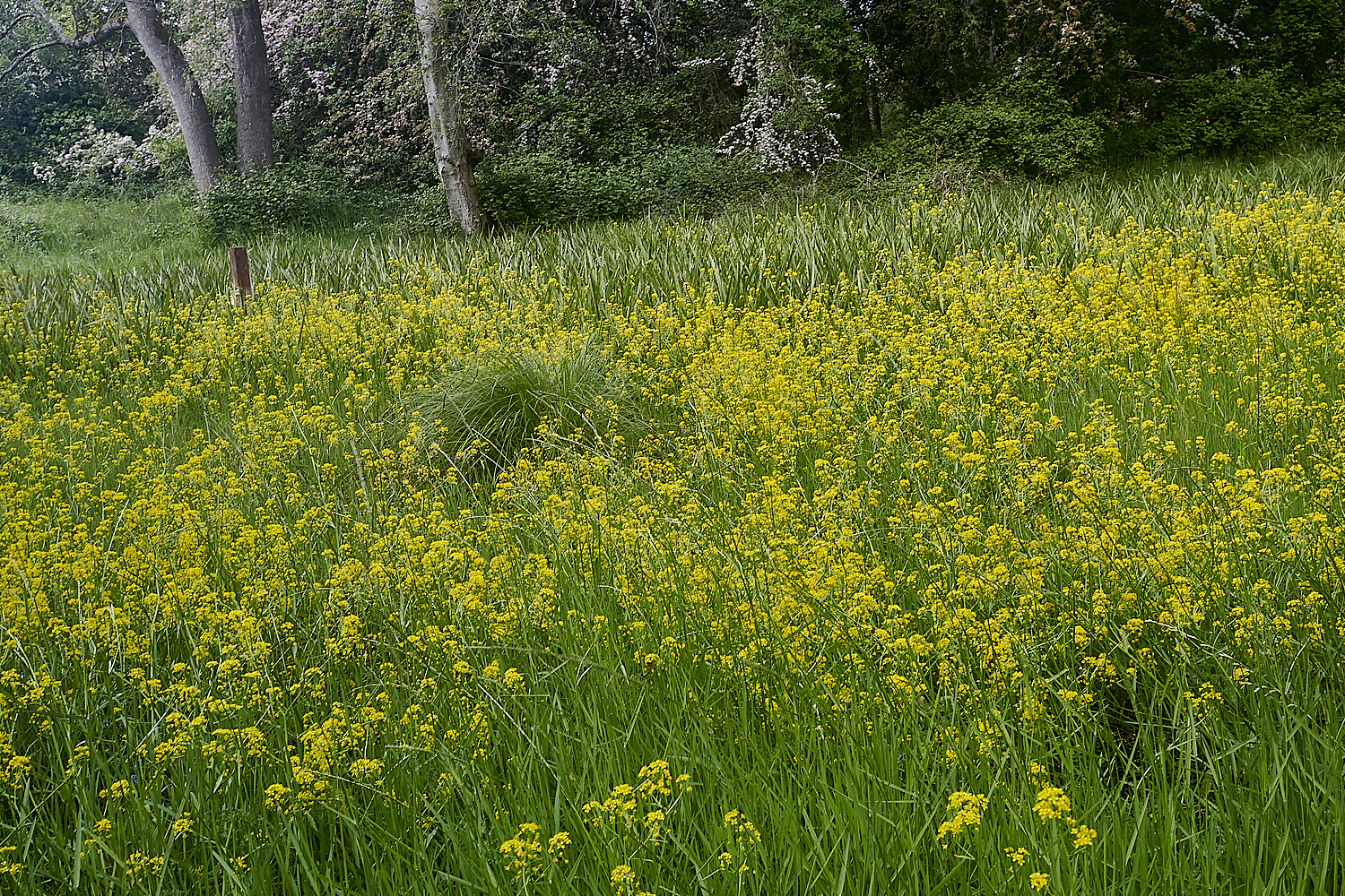 ThompsonCommon020623-3