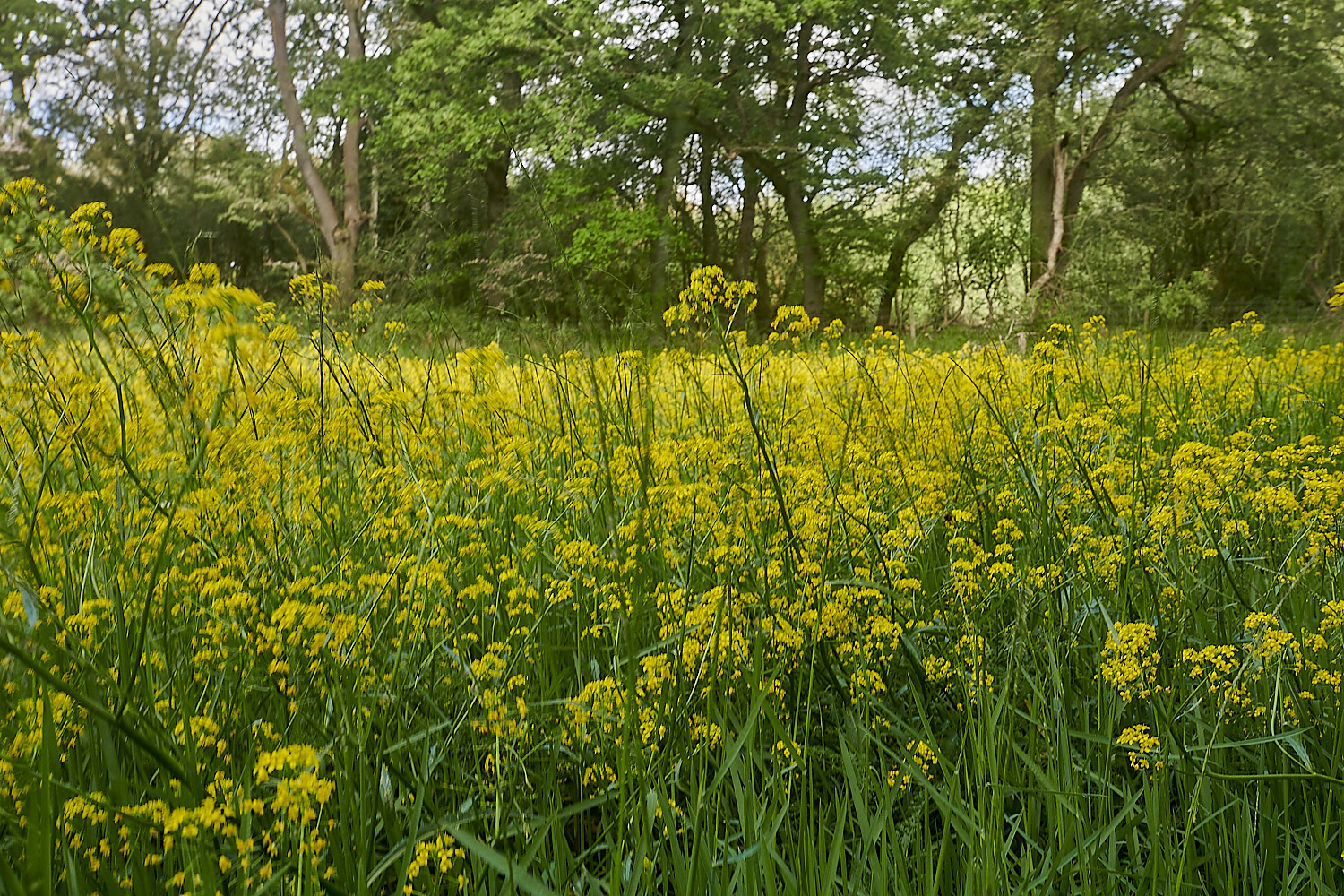 ThompsonCommon020623-5