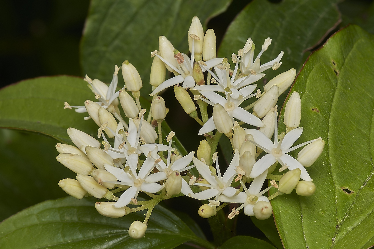 ThompsonCommonCornus020623-1-NEF_DxO_DeepPRIME