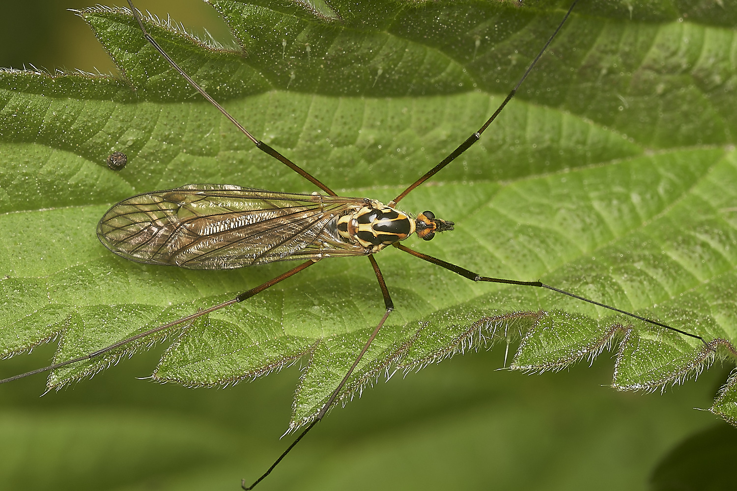 ThompsonCommonCraneFly020623-1-NEF_DxO_DeepPRIME