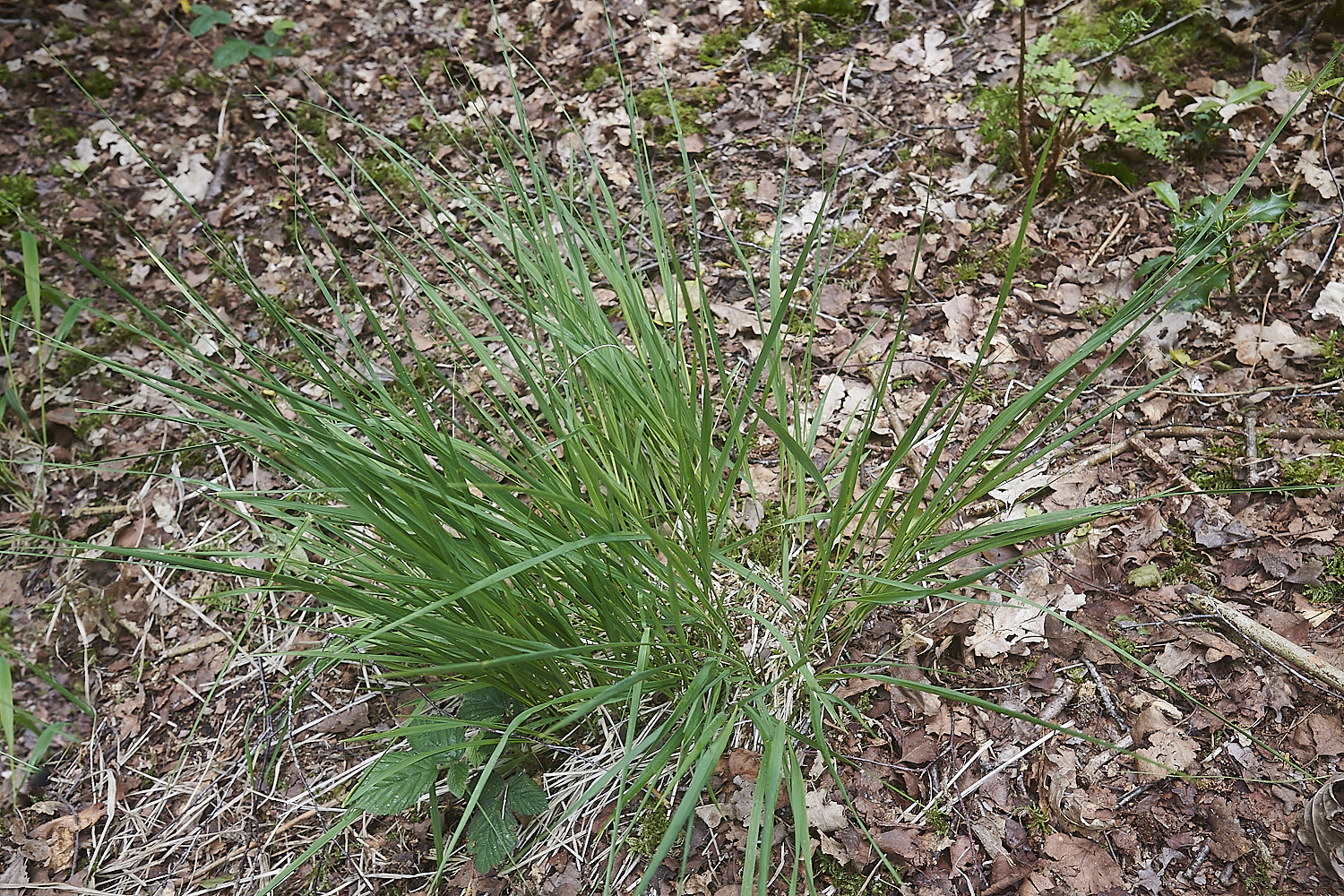 ThompsonCommonMolinia020623-1